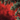A vertical close-up photograph featuring lush dark green evergreen branches, possibly pine or fir, with small, bright red berries scattered throughout. The background is completely blurred into a vibrant red wash with numerous soft, circular bokeh lights, creating a warm and festive holiday atmosphere.