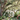 A full, vertical shot of a grand white two-story house with green shutters and vines, nestled within a lush, colorful garden. A flagstone path leads to the front door, which features a festive wreath. Towering, ancient oak trees with sprawling branches and abundant green leaves frame the house and garden, creating a serene and picturesque scene bathed in dappled sunlight.