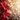 A close-up photograph displays two vibrant red poinsettia plants with deep green leaves on the left side of the frame. Glistening water droplets are visible on the bright red petals. The background is a softly blurred array of warm golden and amber bokeh lights, creating a sparkling and festive atmosphere with an ethereal glow.