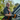 A senior Caucasian man with a gray beard and glasses, wearing a dark gray t-shirt, orange safety harness, and gray work gloves, looks towards the camera. He is positioned on a dark gray shingled roof, holding an orange and black specialized tool that extends into a white gutter. The background is softly blurred with lush green trees and a bright blue sky, indicating outdoor work on a clear day.
