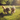 Two fluffy, light-brown dogs, likely Cockapoos or a similar doodle breed, are captured in a dynamic action shot, running and jumping forward on bright green grass. The scene is bathed in warm, golden sunlight from the upper right, highlighting their fur and casting soft shadows. Blurred green trees form the background, suggesting an open park or field, and their energetic movement conveys a strong sense of joy and playfulness.