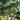 A cheerful Asian family of four, consisting of a mother, father, and two young sons, rides bicycles side-by-side along a paved park path. The path is bordered by vibrant yellow flowers and tall, leafy green trees that form a natural archway overhead, creating a bright, sun-dappled scene. Everyone in the family is smiling, radiating joy and promoting a sense of active outdoor togetherness.