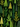 A vibrant, seamless digital illustration depicting a dense forest of various stylized trees and foliage. The trees are rendered in multiple shades of green and chartreuse with distinct hand-drawn textures, set against a dark green to black background. Small, light-colored specks are scattered throughout, suggesting a gentle snowfall or magical element, creating an all-over pattern.