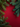 A top-down view of vibrant green evergreen branches creating a natural frame around a textured, deep crimson red background. The branches are visible in the top-left, top-right, and bottom-left corners, with some showing subtle blue-green hues, while the expansive center remains clear, offering space for text or design elements. The overall mood is festive and serene.