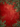A vertically oriented festive background features a rich, textured deep red surface. It is bordered by lush green pine branches decorated with clusters of bright red berries in the top and bottom corners. Subtle golden speckles are scattered across the red background, creating a classic and warm holiday aesthetic.
