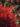 A vertical close-up photograph featuring lush dark green evergreen branches, possibly pine or fir, with small, bright red berries scattered throughout. The background is completely blurred into a vibrant red wash with numerous soft, circular bokeh lights, creating a warm and festive holiday atmosphere.