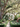 A full, vertical shot of a grand white two-story house with green shutters and vines, nestled within a lush, colorful garden. A flagstone path leads to the front door, which features a festive wreath. Towering, ancient oak trees with sprawling branches and abundant green leaves frame the house and garden, creating a serene and picturesque scene bathed in dappled sunlight.