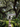 A charming white house with a dark green front door is centered and framed by two enormous, ancient oak trees with gnarled branches covered in moss. A stone path leads through a neatly manicured green lawn, bordered by hedges and lush tropical plants with some small red and white flowers, towards the house. The scene is bathed in a warm, dappled sunlight, highlighting the intricate details of the foliage and the welcoming facade of the home.