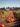 A long shot of a pumpkin patch featuring rows of bright orange pumpkins planted along dirt paths. In the distance, several red barns with gray roofs are visible, backed by a line of green trees and a clear blue sky. The image evokes a sense of autumn harvest and rural charm.