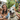 A happy brown and white dog, wearing a colorful 'HAPPY BIRTHDAY' party hat, is the central focus, looking slightly right with an open mouth and panting tongue. Behind the dog, softly blurred, are a smiling woman, a young boy, and a toddler girl, all looking at the dog in an affectionate outdoor family scene. The background includes green foliage and hints of decorative string lights, conveying a festive celebration.