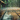 A low-angle, close-up shot of heavy rain falling onto a dark brown wooden deck. The wet wooden planks stretch diagonally into the softly blurred background, where lush green foliage is visible. Numerous individual raindrops are captured as dynamic streaks in the air and glisten on the glistening surface of the wood, creating a tranquil and refreshing natural scene.