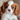 Professional adorable blenheim cavalier puppy close-up portrait - high-quality image for marketing and content creation