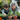 A happy elderly woman with wavy gray hair and a young boy with dark brown hair are smiling genuinely while gardening together outdoors. The boy, wearing a blue-striped long-sleeved shirt and dark overalls, gently touches a small green plant in a terracotta pot on a rustic wooden table. The grandmother, in a black and white plaid shirt, looks at the boy with a tender, joyful expression, surrounded by several potted plants with vibrant green leaves against a softly blurred natural green background.