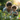A close-up, warm-toned image shows a smiling young woman and a toddler engaging with plants in a sunlit garden. The woman, with her dark hair tied back, gently holds a plant sprig, looking fondly at the child. The toddler, with curly hair and dressed in light blue denim overalls, looks down attentively, holding a small leaf or flower in their hand, surrounded by lush green foliage with a bright golden bokeh in the background.