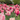 A vertical shot capturing a dense field of blooming pink and white-tipped tulips under an overcast sky. Blurry pink tulips are in the immediate foreground, leading to sharply focused rows of pink and light pink tulips with prominent green stems and leaves in the midground. In the softer background, hints of red tulips, lush green trees, and a pale grey sky complete the peaceful garden scene.
