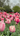 A vertical shot capturing a dense field of blooming pink and white-tipped tulips under an overcast sky. Blurry pink tulips are in the immediate foreground, leading to sharply focused rows of pink and light pink tulips with prominent green stems and leaves in the midground. In the softer background, hints of red tulips, lush green trees, and a pale grey sky complete the peaceful garden scene.