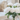 A close-up vertical shot of a beautiful bouquet of white peonies with vibrant green leaves, arranged in a clear glass vase filled with water. The vase sits on a polished, reflective surface, with a softly blurred background showing light-colored furniture and a decorative patterned cushion in a modern, brightly lit room.