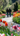 A man and a woman, viewed from behind, walk hand-in-hand along a sunlit gravel path through a vibrant spring garden. The path is flanked on both sides by abundant rows of brightly colored tulips in shades of red, yellow, orange, white, and pink, leading towards a lush background of green trees and bushes. Blurred tulips in the foreground frame the scene, creating a sense of depth and focus on the couple and the blooming garden.