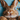 A very close-up, eye-level shot of a light brown rabbit with soft fur, a pink nose, and dark, curious eyes looking forward. Its long ears are partially visible at the top of the frame. The background is a blurred, bright blue, accented with out-of-focus yellow Easter eggs, one white speckled egg, and small pieces of colorful confetti, creating a festive scene.